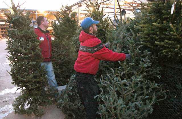 lowes employees kevin adams right and drew couch stand up a selection of christmas trees for sale at a reduced price tuesday evening at the shallowford - Lowes Christmas Tree Sale lowes employees kevin adams right and drew couch stand up a selection of christmas trees for sale at a reduced price tuesday evening at the shallowford - Lowes Christmas Tree Sale