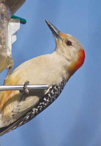 Avian Athletes Who Start Their >> Join The Bird Census In Your Own Backyard Gainesville Times Avian Athletes Who Start Their >> Join The Bird Census In Your Own Backyard Gainesville Times