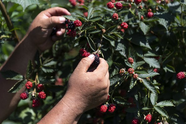 06202018 BLACKBERRIES 04.jpg