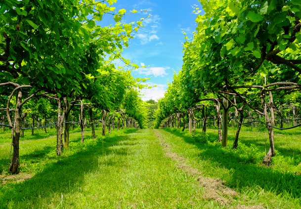 07262018 WINE 2.jpg
