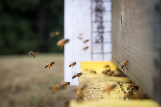 MACBEES 7.jpg