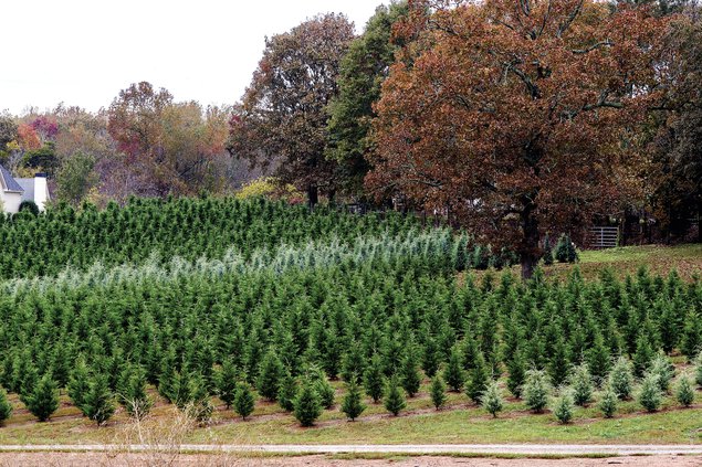HOME Christmas Trees 5.jpg