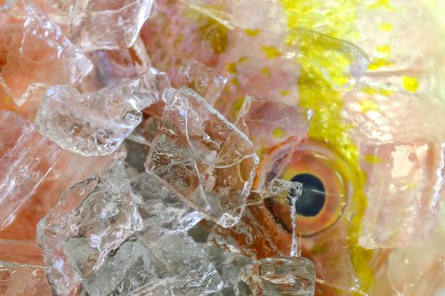 03132019 FISH 4.jpg