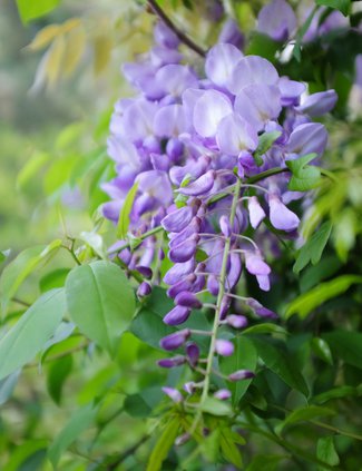 04122019 WISTERIA 2.jpg