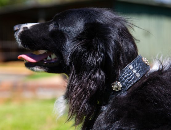 04282019 HOUND 006.JPG