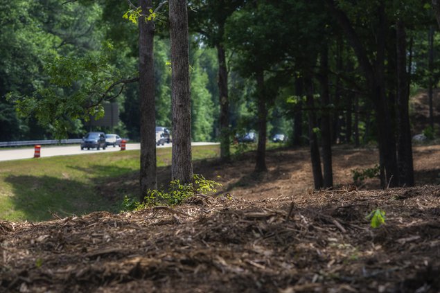 05052019 TREES 4.jpg